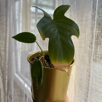 philodendron florida beauty variegata regres