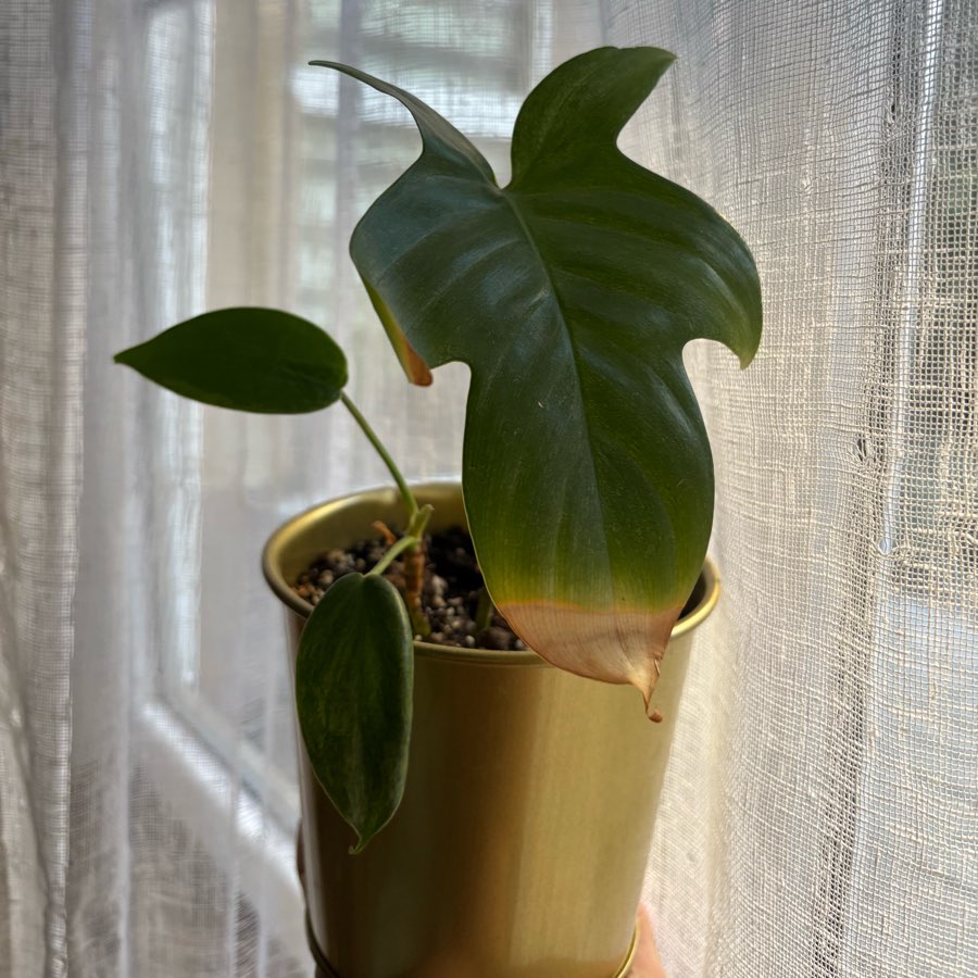 philodendron florida beauty variegata regres