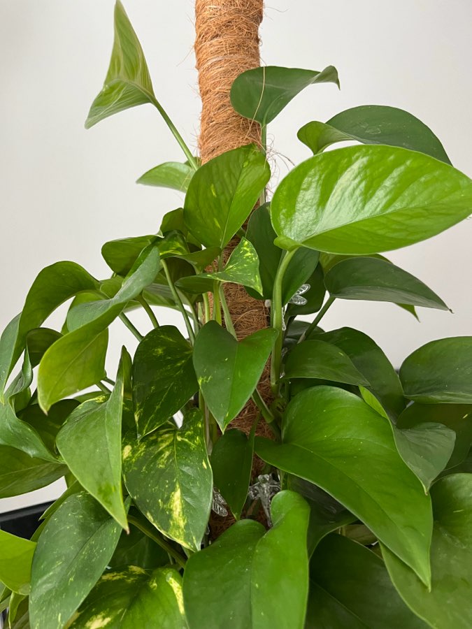 Epipremnum Aureum 4