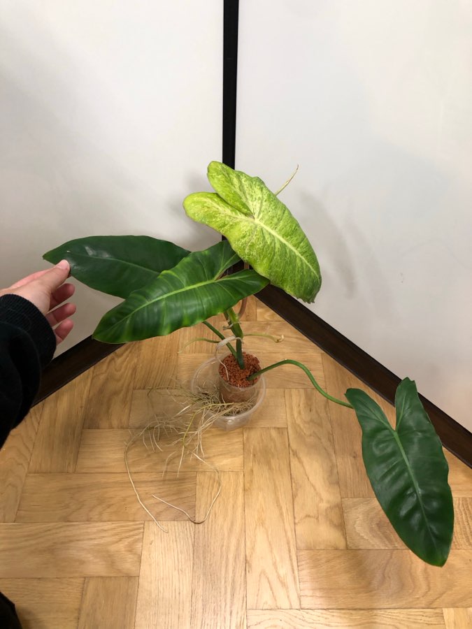 Philodendron Paraiso Verde 2