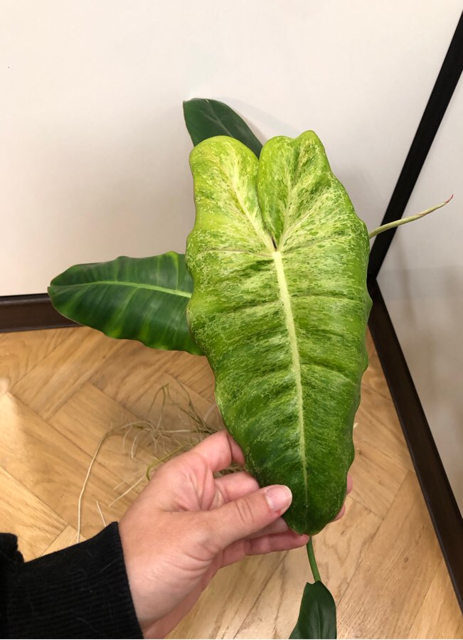 Philodendron Paraiso Verde
