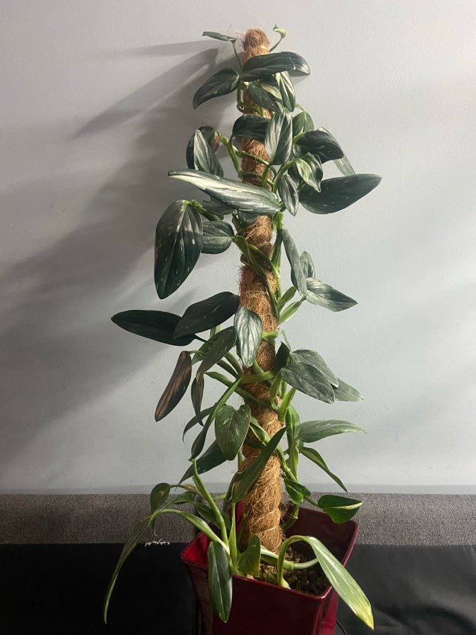 Monstera Standleyana 2