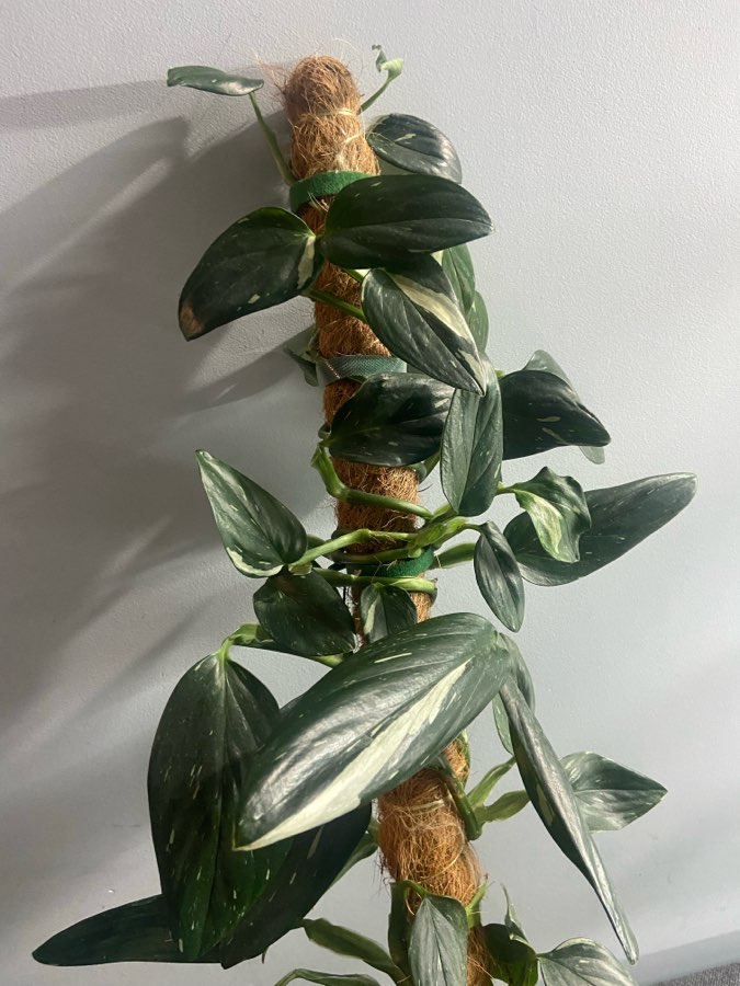 Monstera Standleyana 3