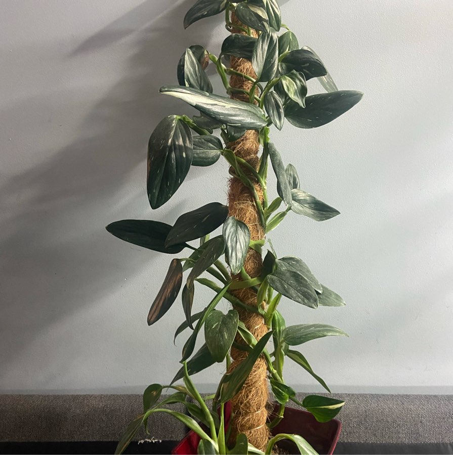 Monstera Standleyana