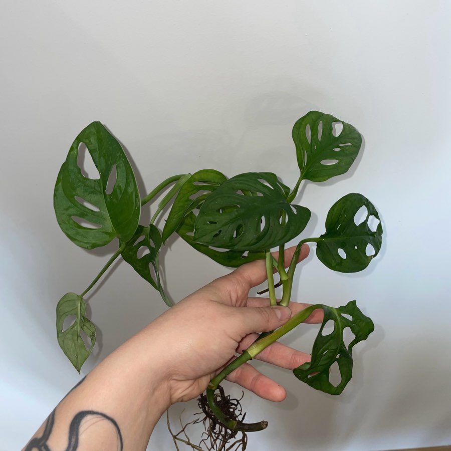 Monstera „monkey mask”