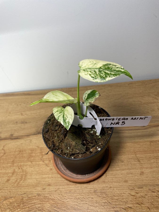 Monstera mint variegata deliciosa 4