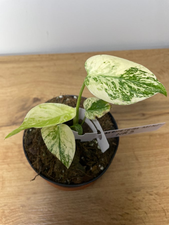 Monstera mint variegata deliciosa 3