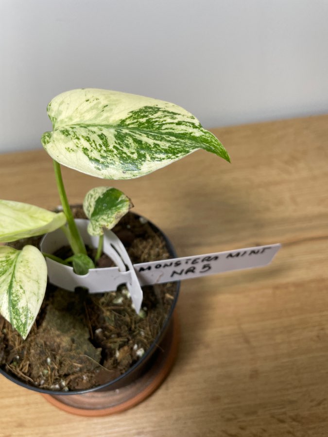 Monstera mint variegata deliciosa 2