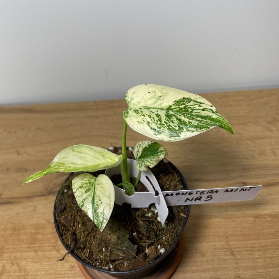 Monstera mint variegata deliciosa