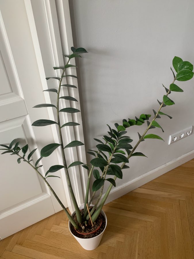 Zamiokulkas ~90 cm 2