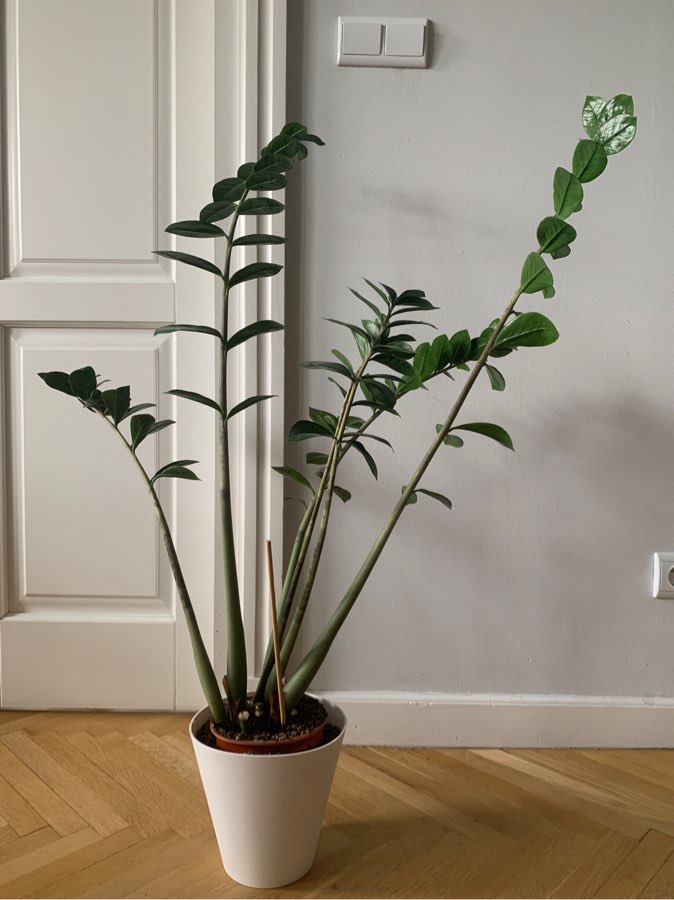 Zamiokulkas ~90 cm