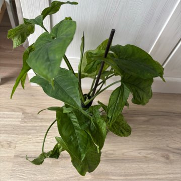 Syngonium 'Mottled Mojito'