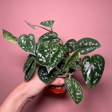 Scindapsus Pictus Argyareus