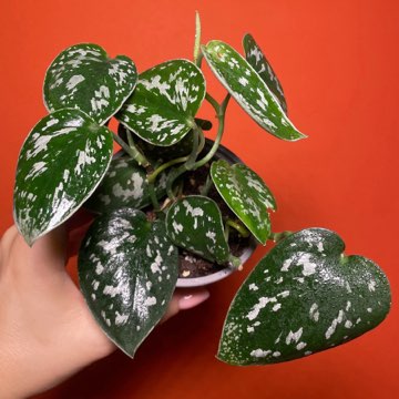 Scindapsus Pictus Argyareus
