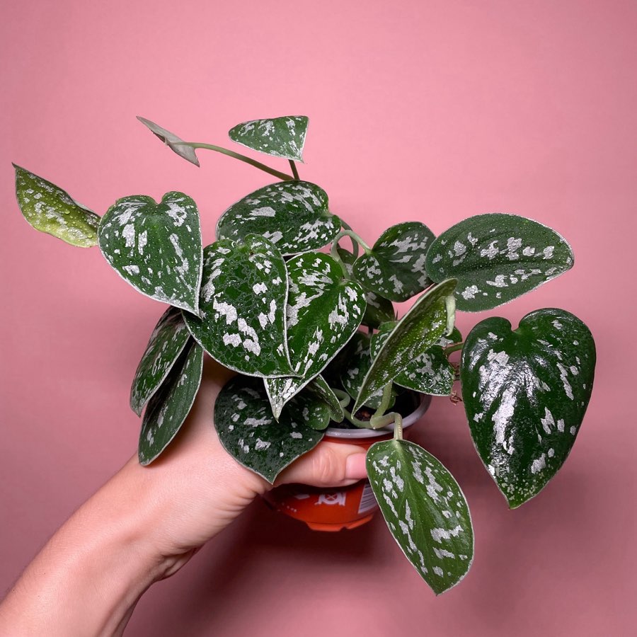 Scindapsus Pictus Argyareus