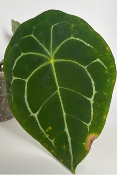 Anthurium Forgetii White Stripes - odbiór Warszawa