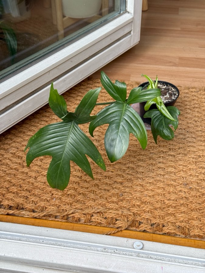 philodendron pedatum 2