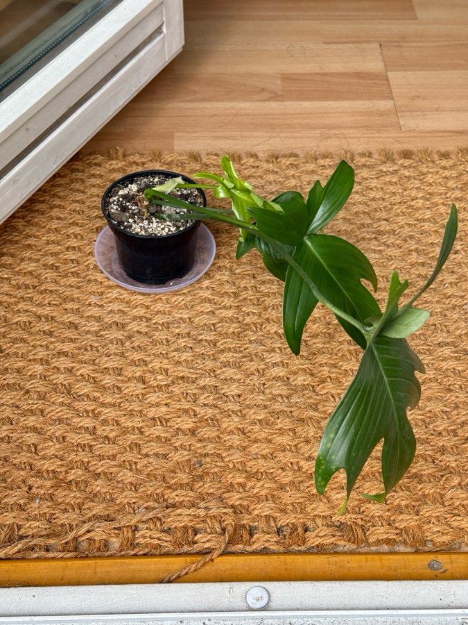 philodendron pedatum 3