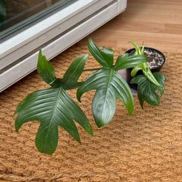 philodendron pedatum