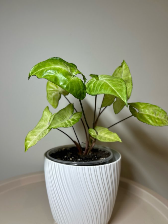 Syngonium Arrow 2
