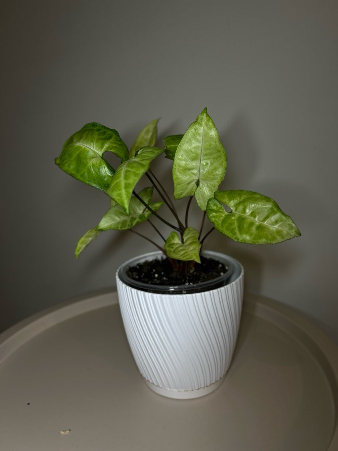 Syngonium Arrow 3