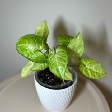 Syngonium Arrow