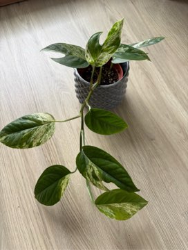 Epipremnum pinnatum Variegata