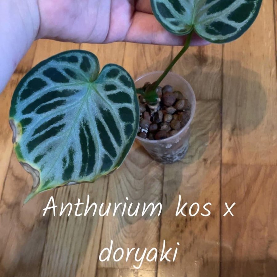 Anthurium Doryaki x Kos