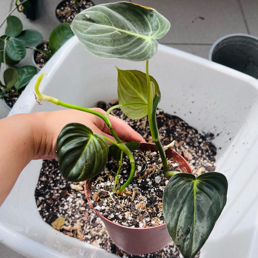 Philodendron melanochrysum 4