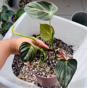 Philodendron melanochrysum