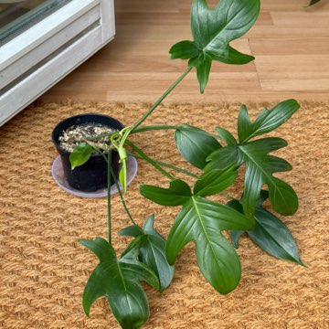 philodendron pedatum