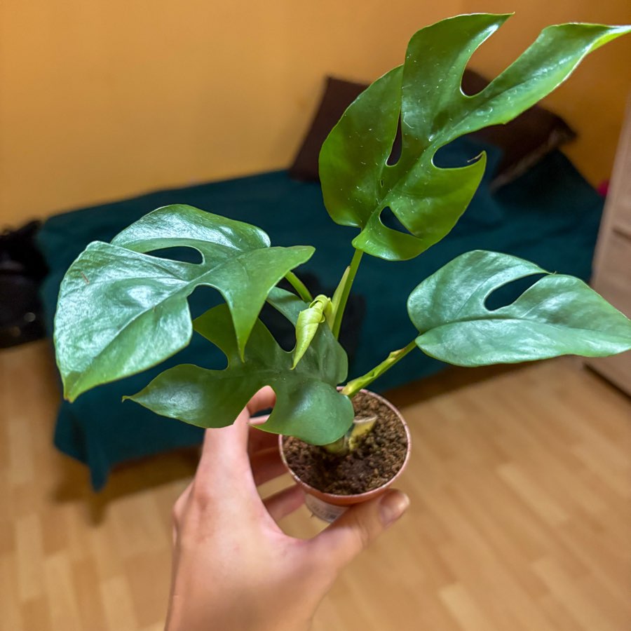 Monstera minima