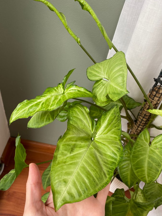 Syngonium 3