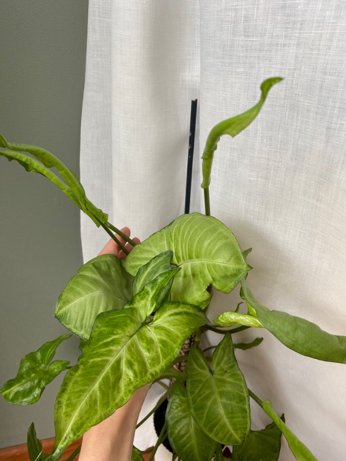 Syngonium 4