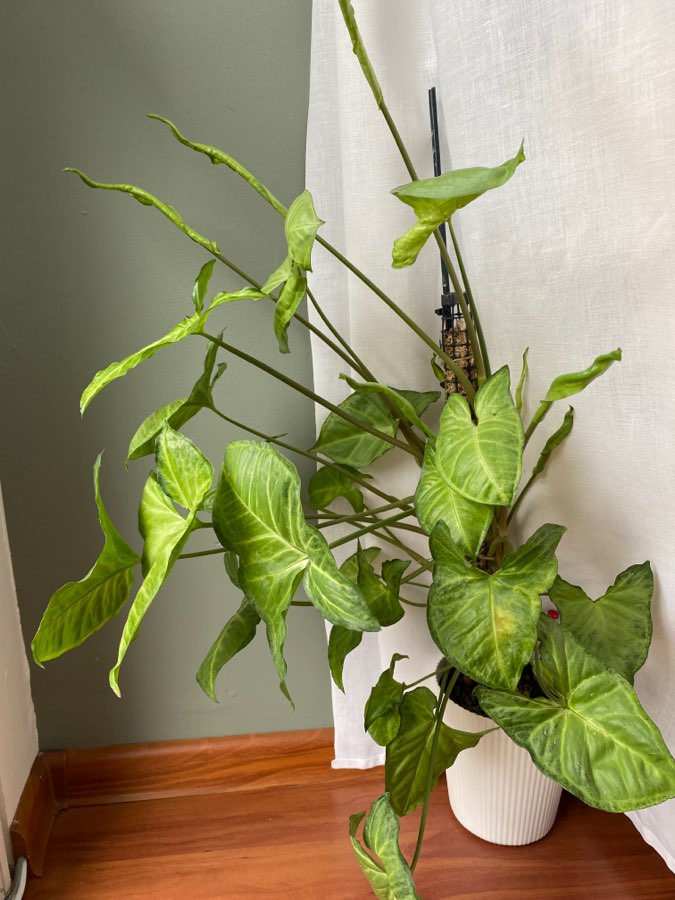 Syngonium 2
