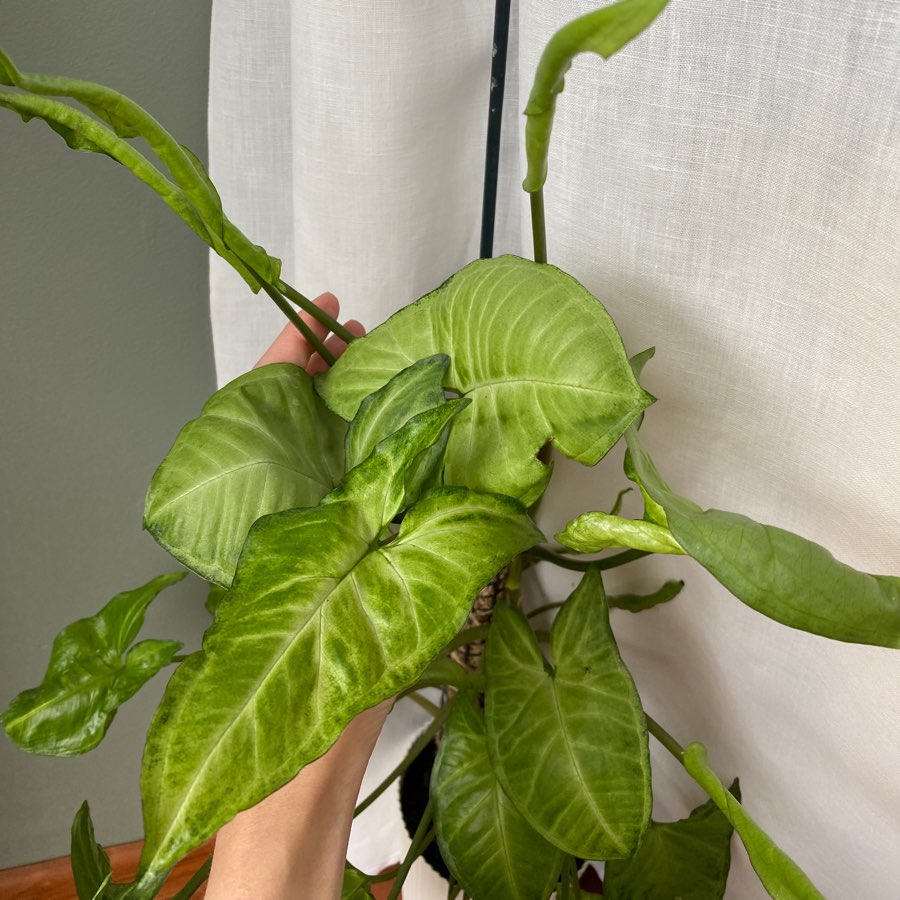 Syngonium