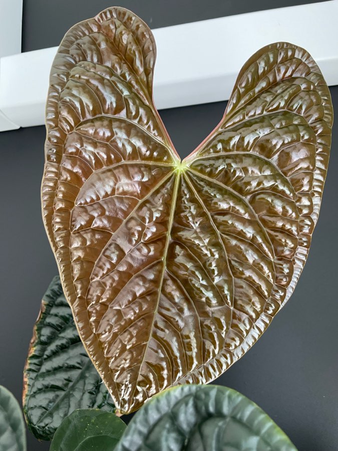 Anthurium Dark Phoenix x Luxurians 3