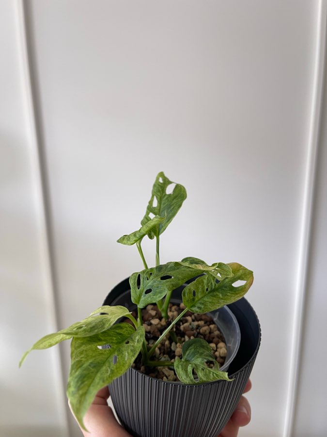 Monstera frozen freckles 3
