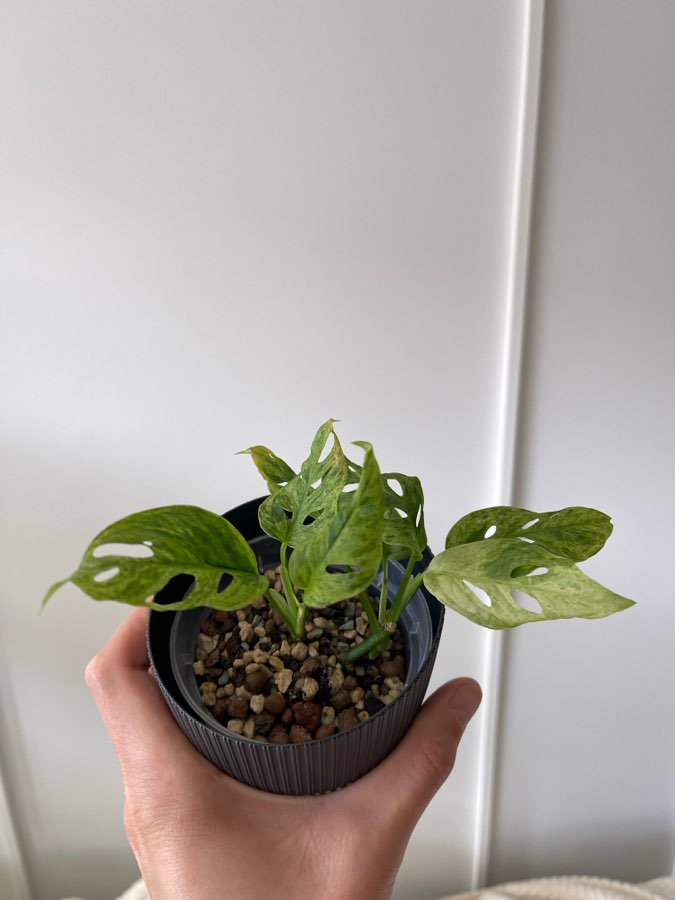 Monstera frozen freckles 2