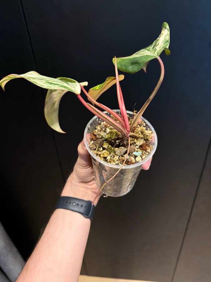 Philodendron strawberry Shake 2