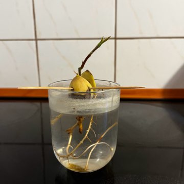 Awokado Haas