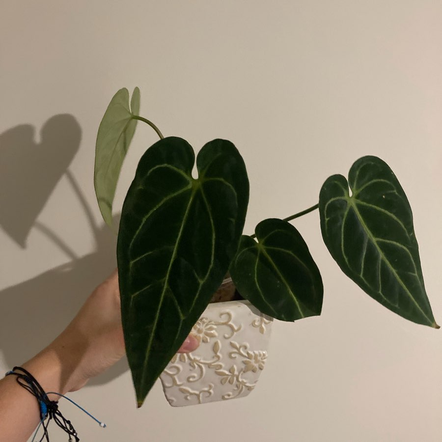 Anthurium regale