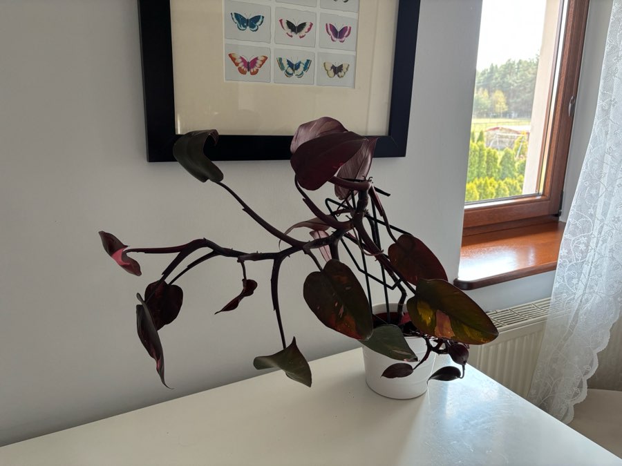 Filodendron Pink Princess 2