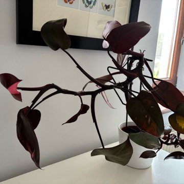 Filodendron Pink Princess