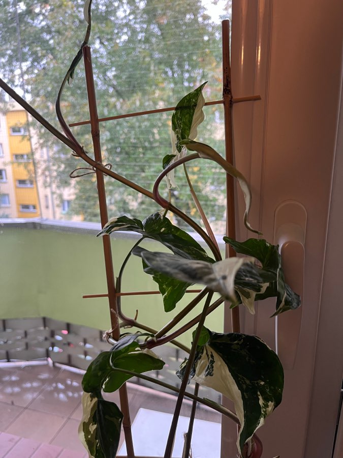 Syngonium Emerald Gem 2
