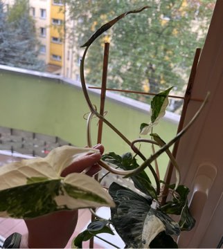 Syngonium Emerald Gem