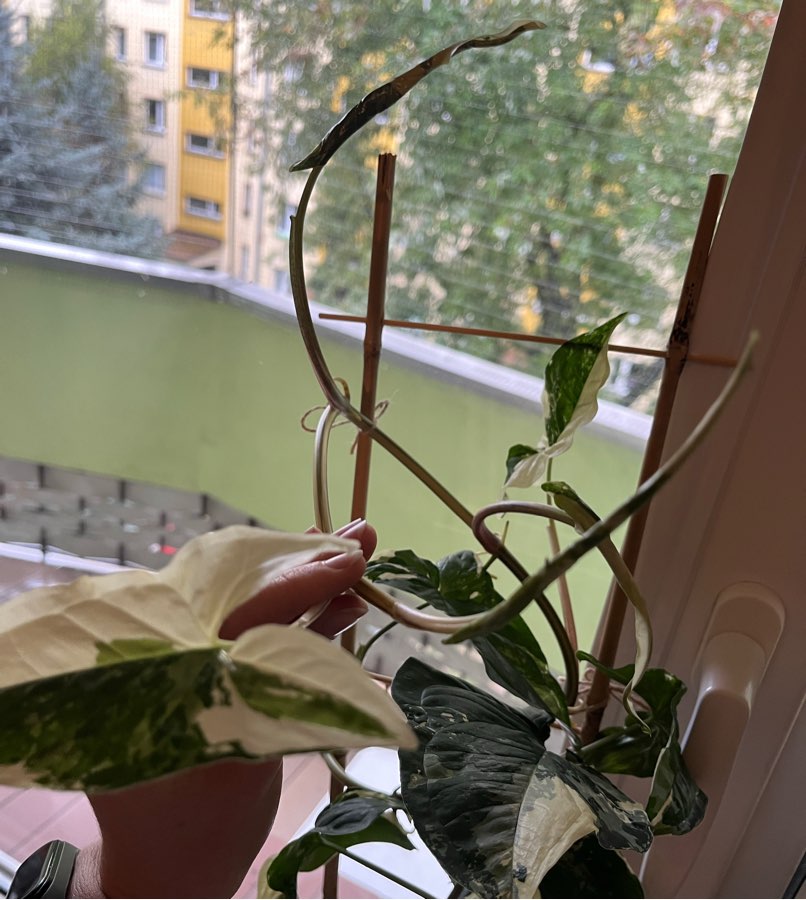 Syngonium Emerald Gem