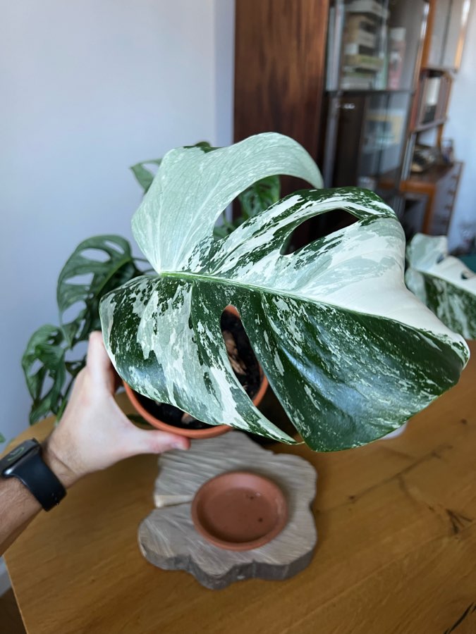 Monstera Variegata 🪴 5