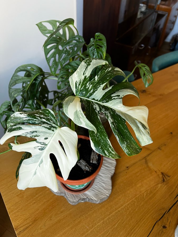 Monstera Variegata 🪴 2