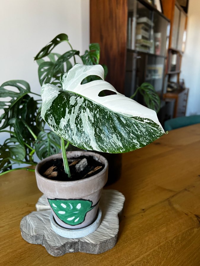 Monstera Variegata 🪴 3